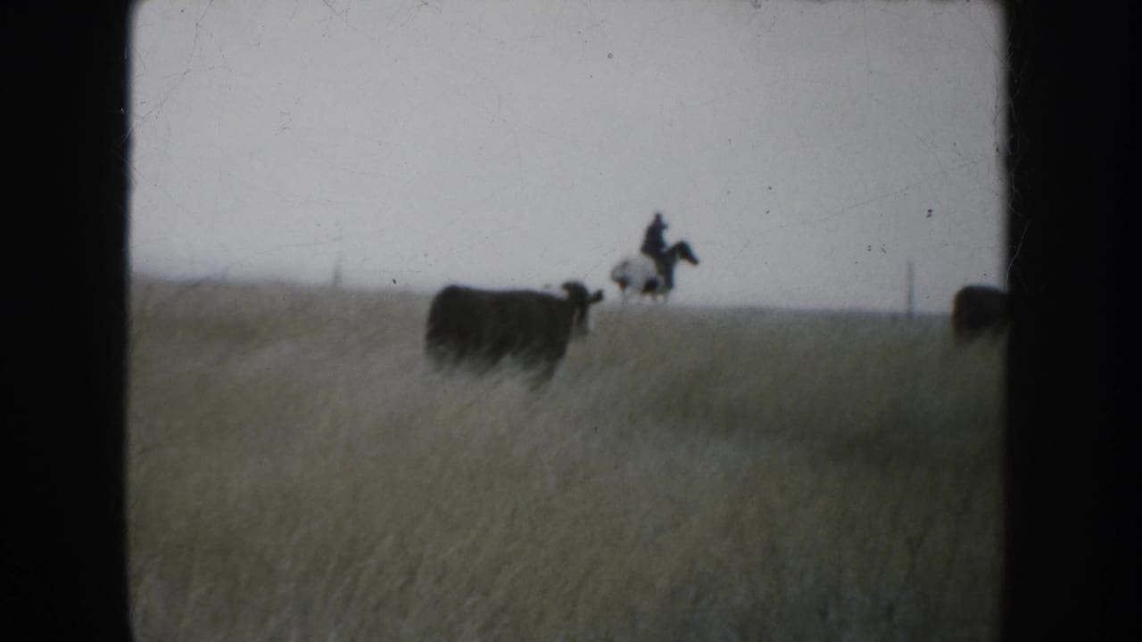A distant cowboy on horseback appears near cattle along a South Dakota prairie horizon in 1953 footage.