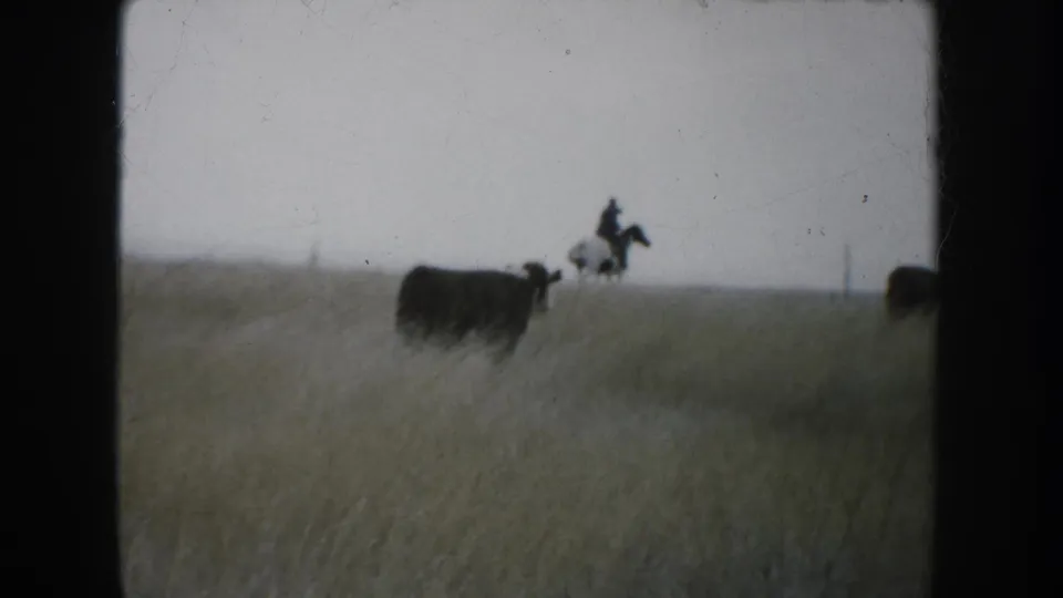 A distant cowboy on horseback appears near cattle along a South Dakota prairie horizon in 1953 footage.