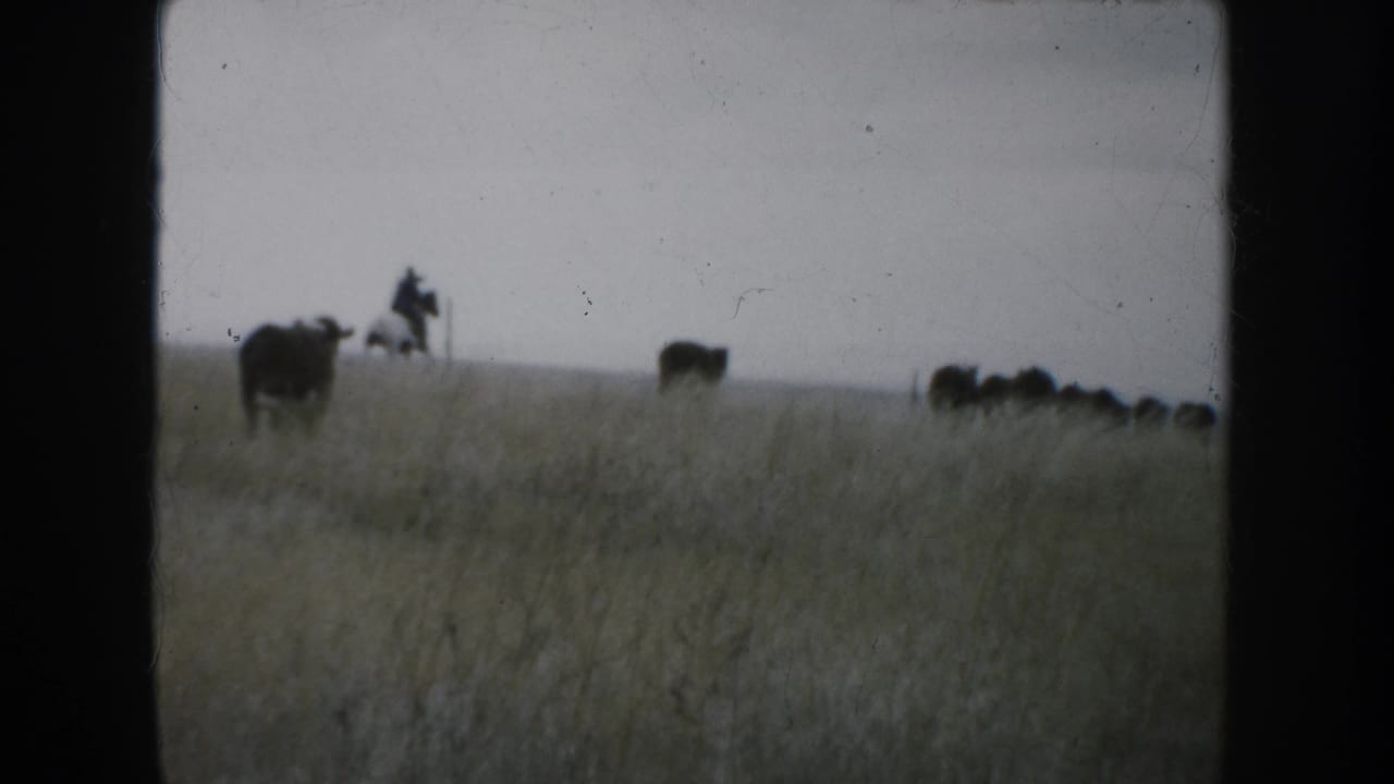 A distant rider on horseback and a small group of cows move through South Dakota prairie grass.