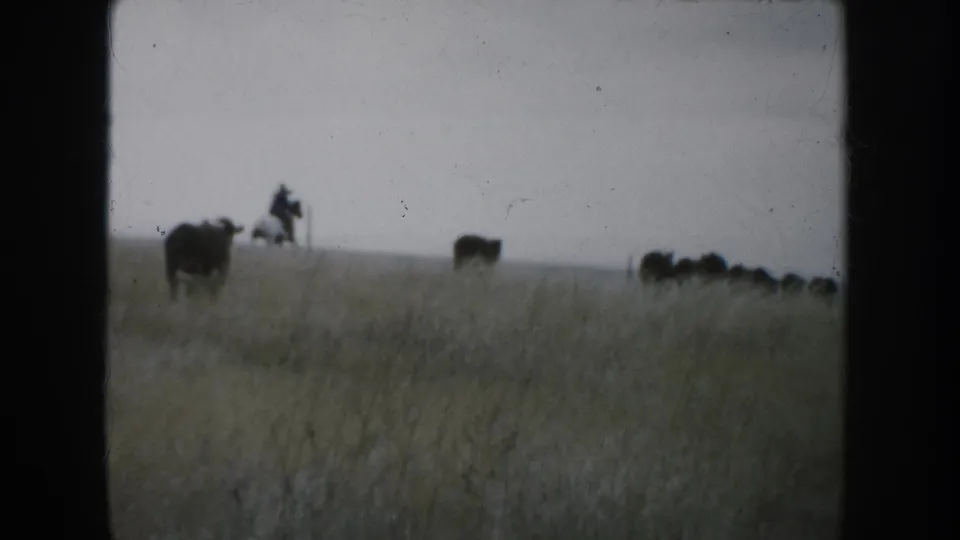 A distant rider on horseback and a small group of cows move through South Dakota prairie grass.