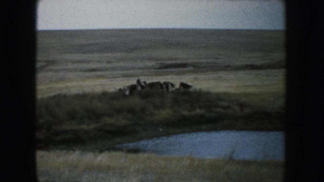 A small group of cattle stands on rolling South Dakota prairie above a visible pond or water feature.