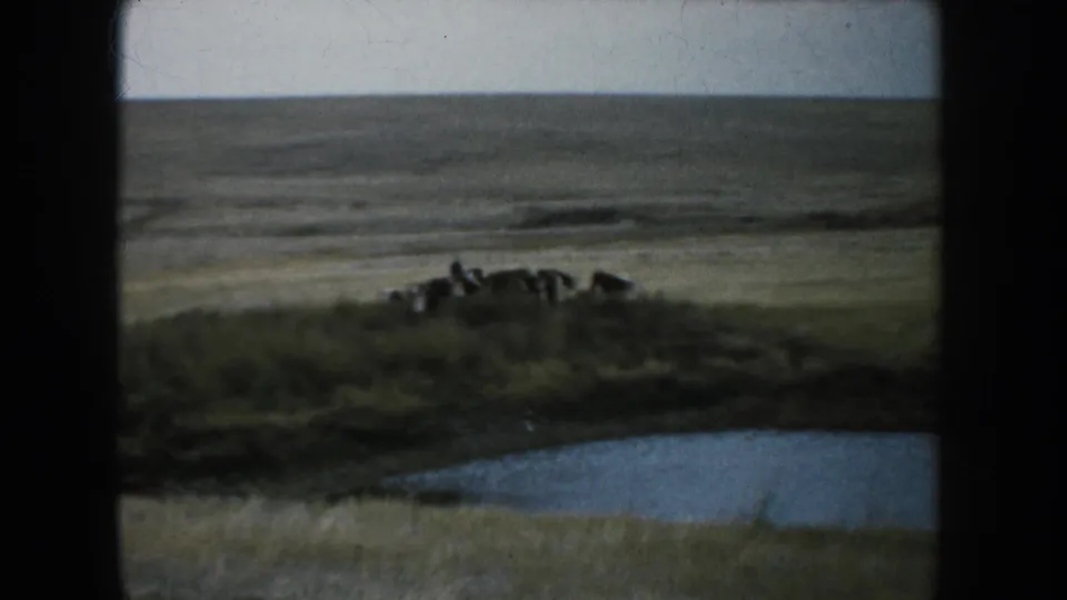 A small group of cattle stands on rolling South Dakota prairie above a visible pond or water feature.