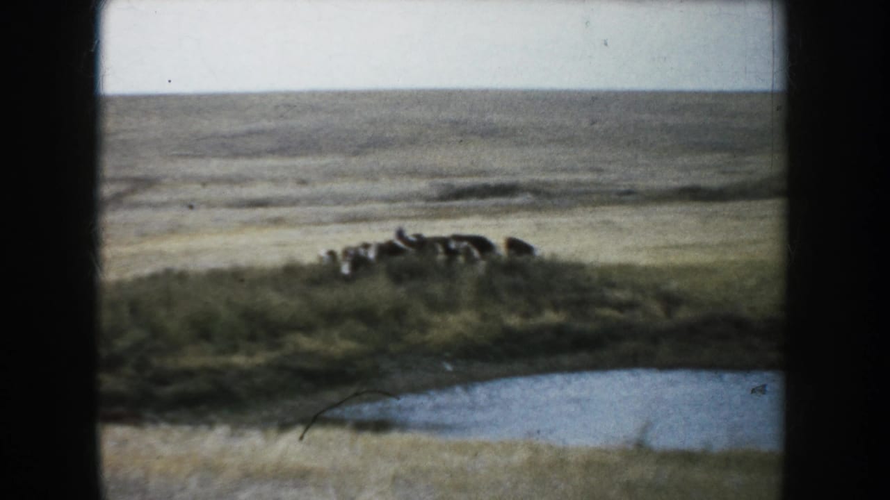 Cattle stand near a pond in an open South Dakota prairie scene from 1953 8mm home-movie footage.