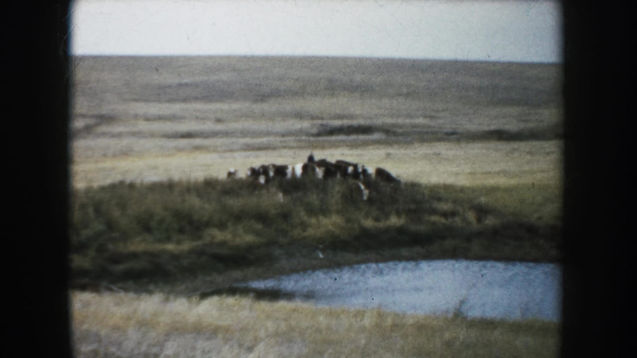 Cattle are seen across a small pond in a muted 1953 South Dakota prairie home-movie frame.
