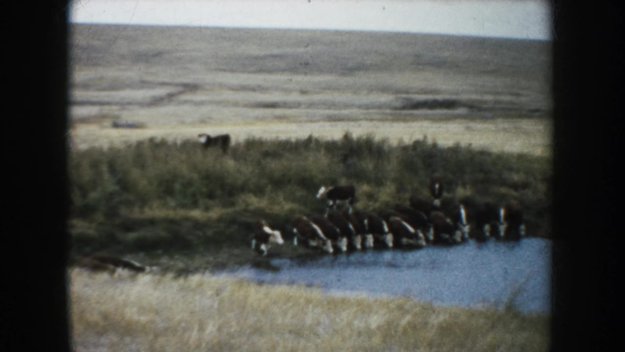 Several cattle drink from or stand beside a small pond in 1953 South Dakota prairie footage.