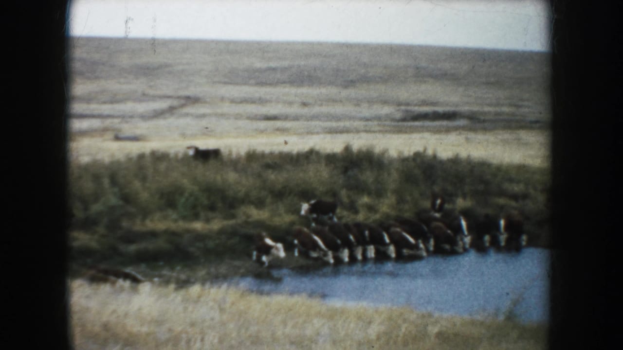 Cattle gathered at a small pond in open grassland.