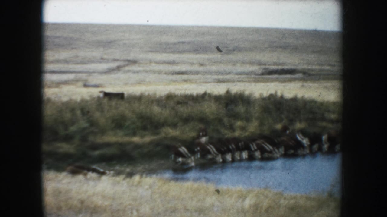 A herd stands at the waterline of a small pond in rural South Dakota, with pale plains stretching behind.