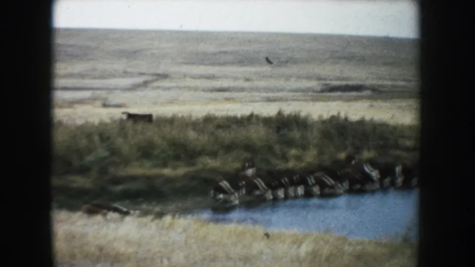 A herd stands at the waterline of a small pond in rural South Dakota, with pale plains stretching behind.