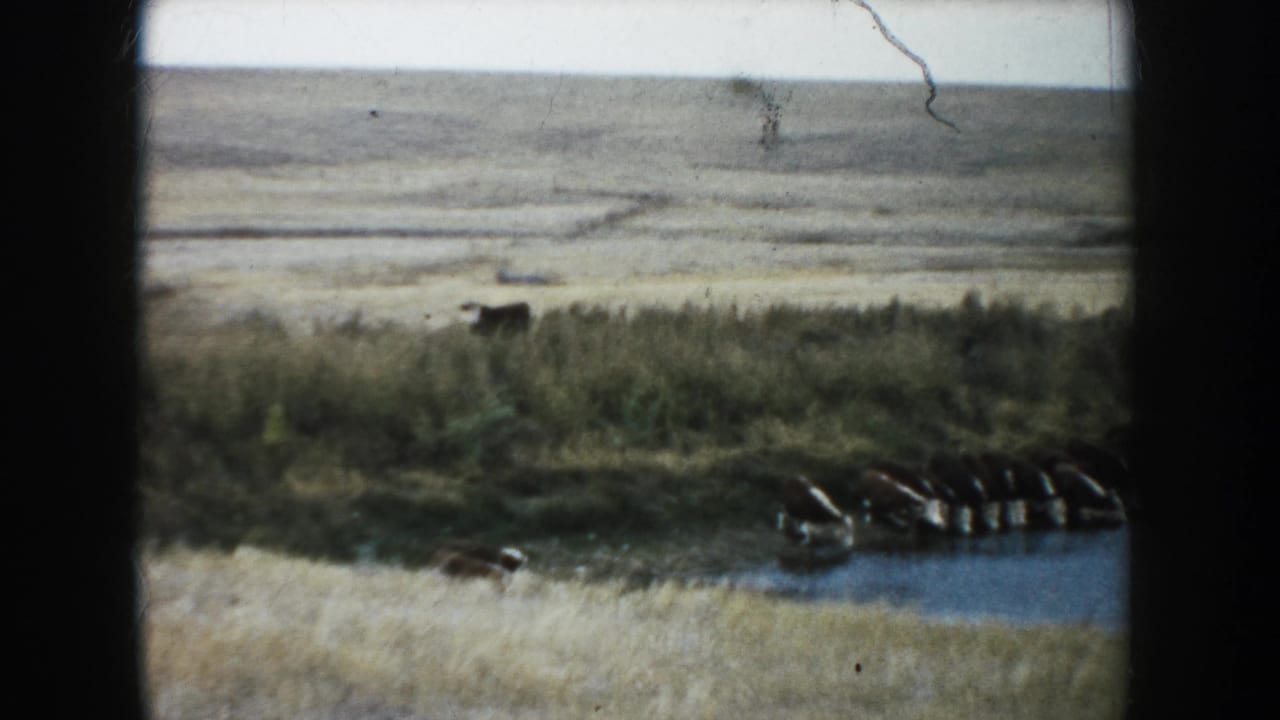Cattle remain near the pond at the lower edge of the frame, with dry South Dakota plains in the distance.