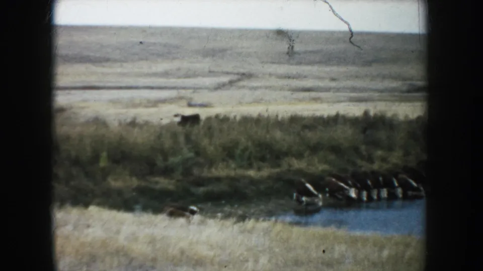 Cattle remain near the pond at the lower edge of the frame, with dry South Dakota plains in the distance.