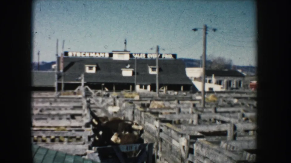 1953 South Dakota stockyard view with wooden pens, a livestock chute, utility poles, and a building marked "STOCKMANS SALES EVERY FRI."