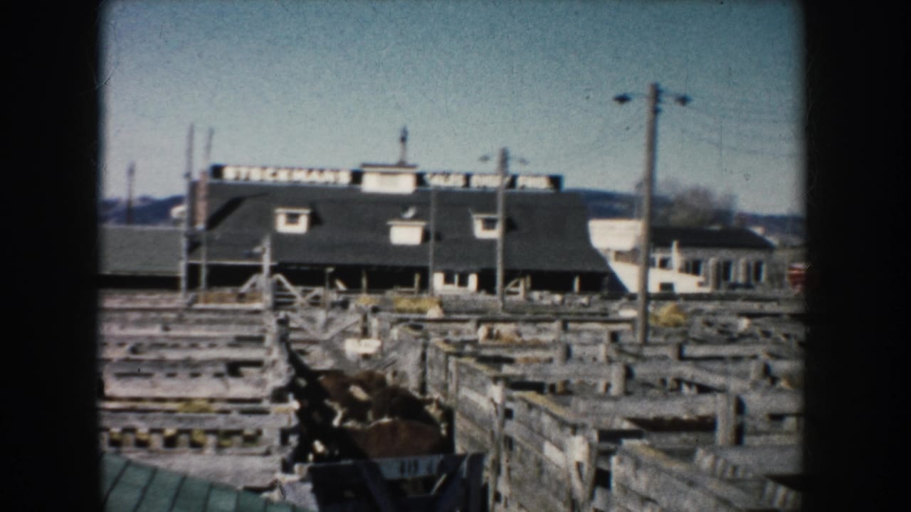 Home-movie frame of wooden livestock pens in South Dakota, with an animal in a chute and a readable stockmen's sales sign beyond.