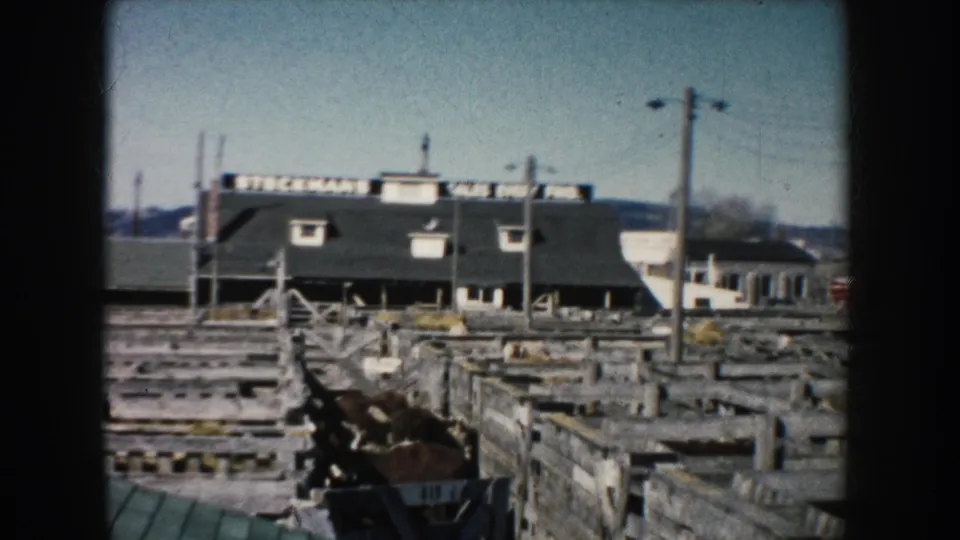 Home-movie frame of wooden livestock pens in South Dakota, with an animal in a chute and a readable stockmen's sales sign beyond.