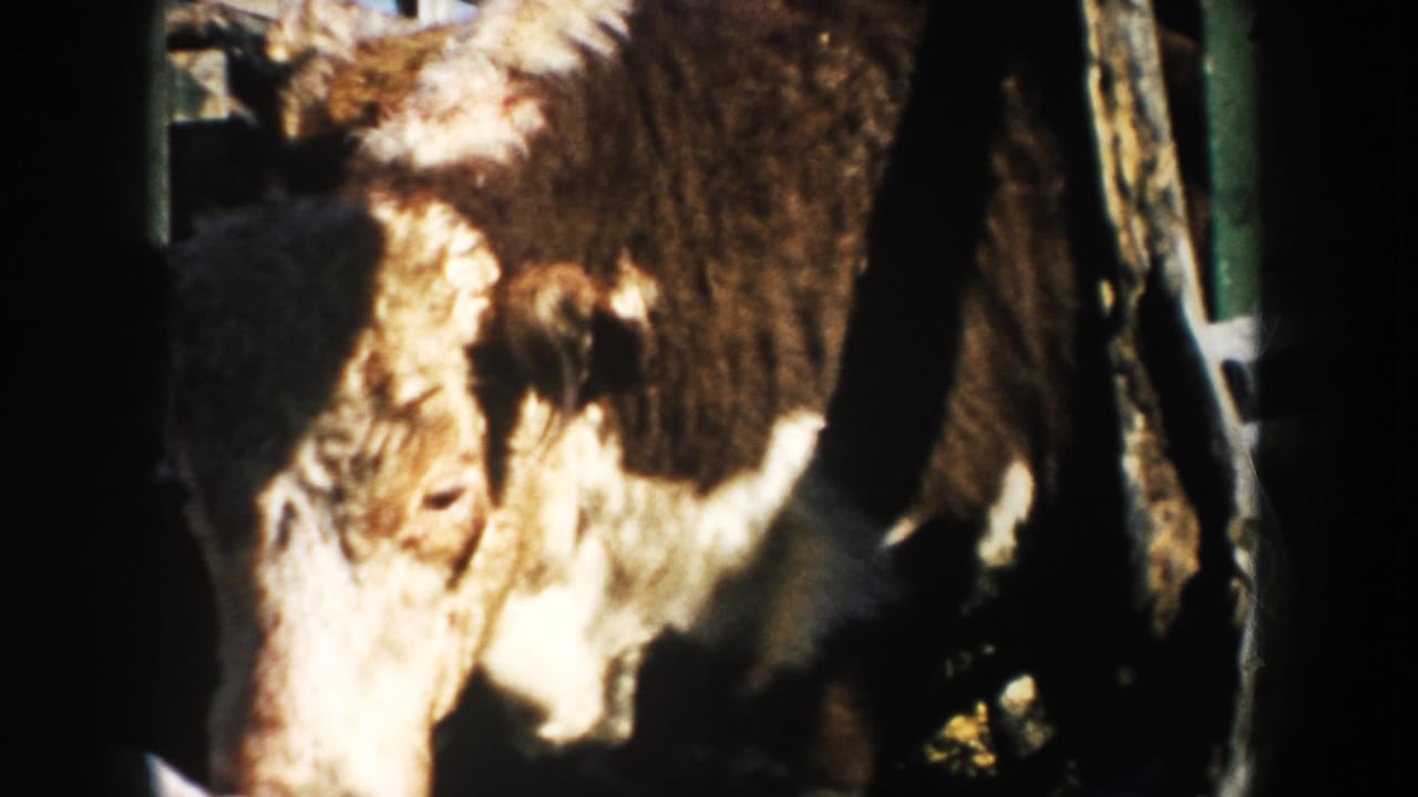 A brown-and-white cow fills the frame near a wooden pen in 1953 South Dakota farm footage.