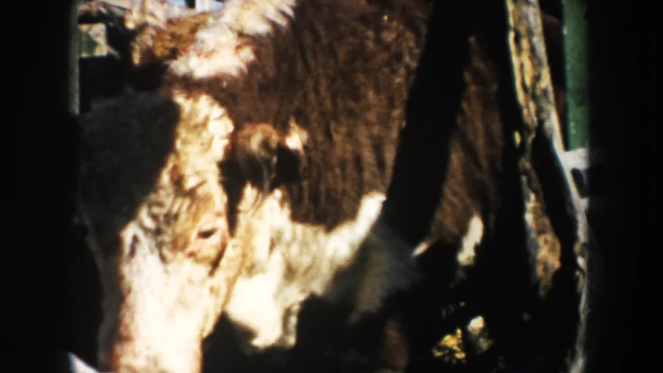 A brown-and-white cow fills the frame near a wooden pen in 1953 South Dakota farm footage.
