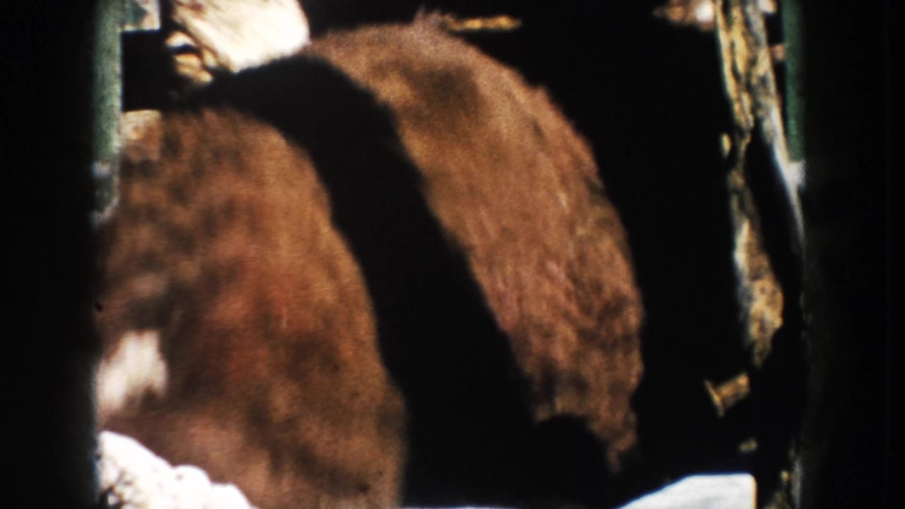 A cow is seen at close range in a shadowed farm pen, with fencing and bright ground at the edges.