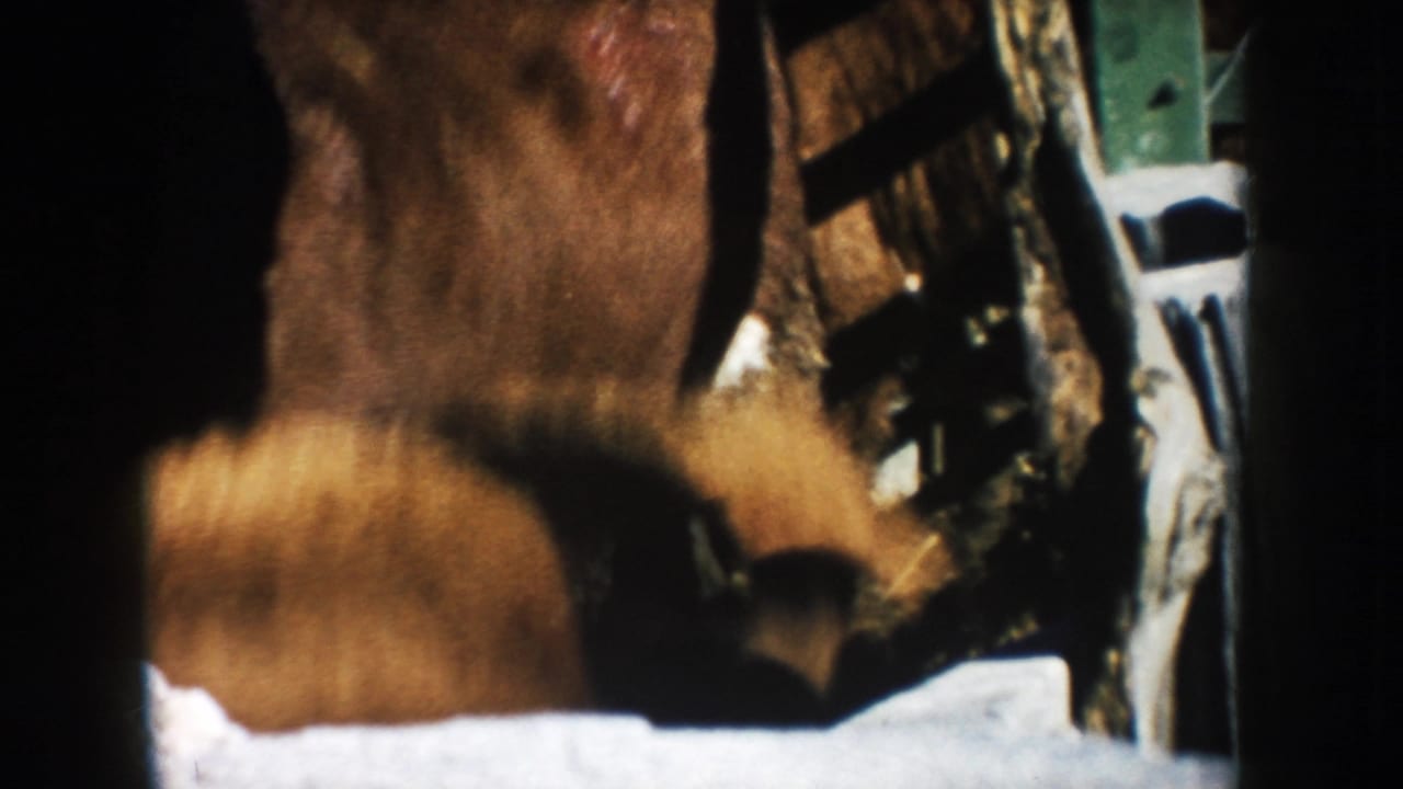 Several cattle are partially visible in a fenced South Dakota farm pen, filmed in contrasty 8mm daylight.