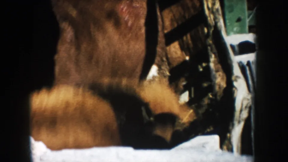 Several cattle are partially visible in a fenced South Dakota farm pen, filmed in contrasty 8mm daylight.