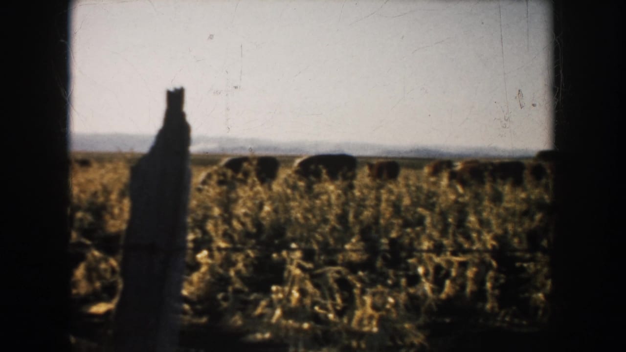 1953 South Dakota 8mm frame showing cattle in a dry golden field, with a weathered fence post near the foreground and pale sky beyond.