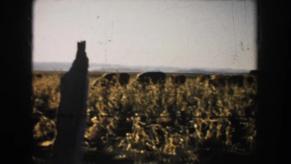 1953 South Dakota 8mm frame showing cattle in a dry golden field, with a weathered fence post near the foreground and pale sky beyond.
