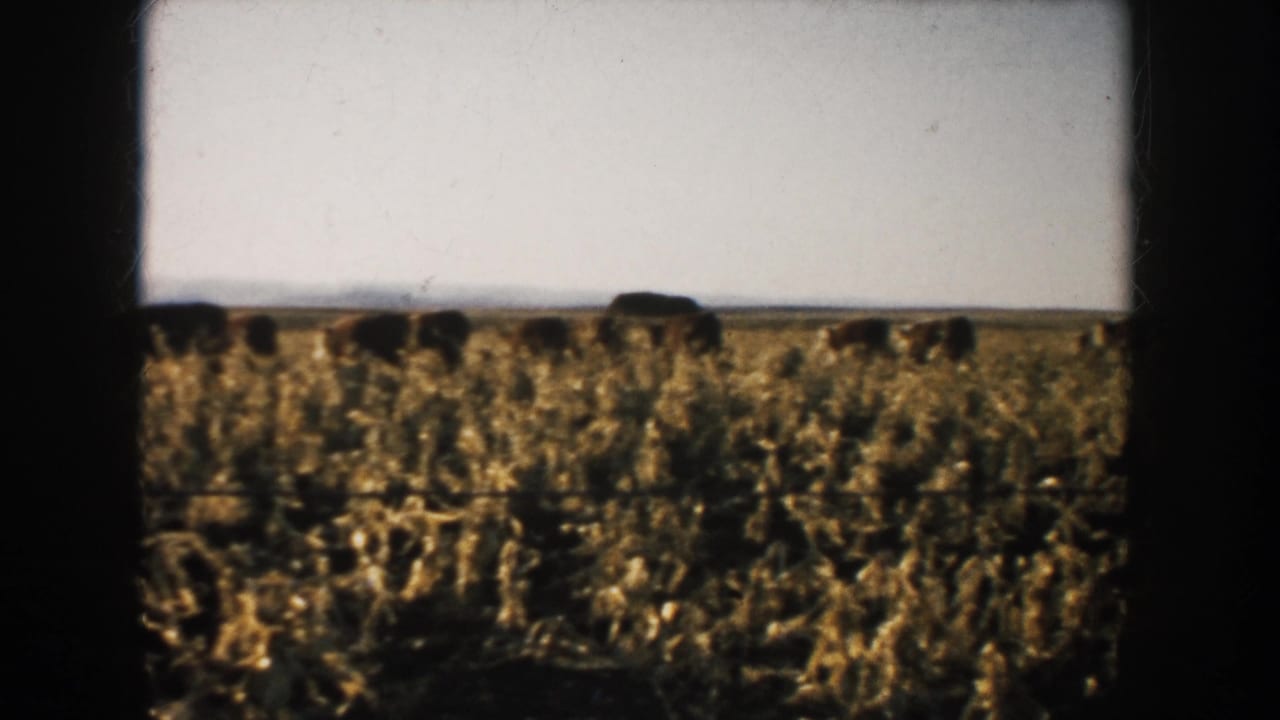 1953 South Dakota home-movie frame with a line of cattle grazing across a dry field, partially framed by dark film borders.