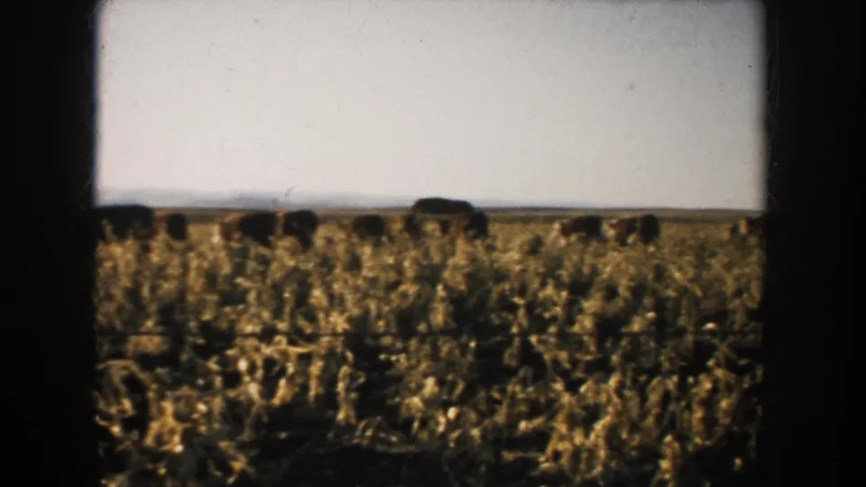 1953 South Dakota home-movie frame with a line of cattle grazing across a dry field, partially framed by dark film borders.