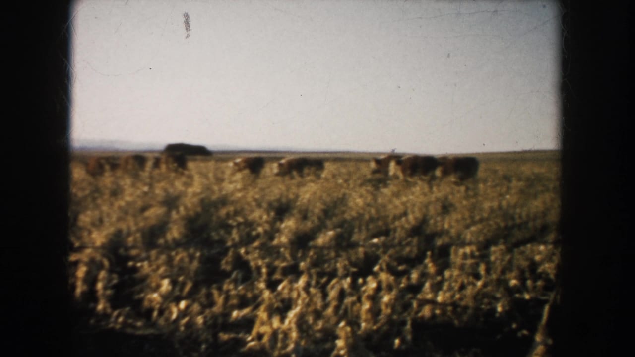 1953 South Dakota 8mm frame showing cattle spread across a dry pasture, with low landforms in the distance and visible film wear.