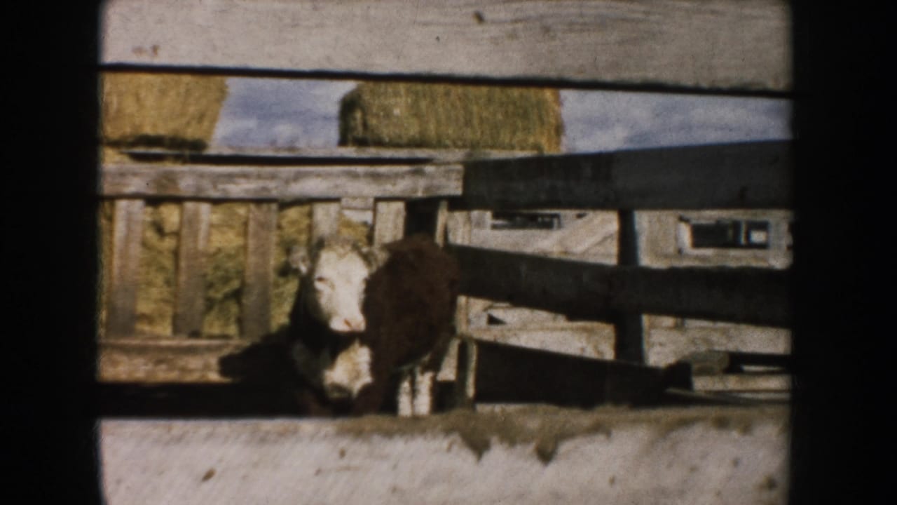 Brown-and-white calf by a weathered wooden fence with hay bales behind it in a 1953 South Dakota farm scene.