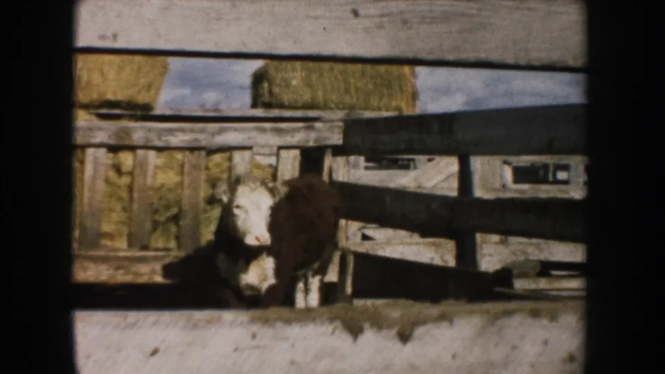 Brown-and-white calf by a weathered wooden fence with hay bales behind it in a 1953 South Dakota farm scene.