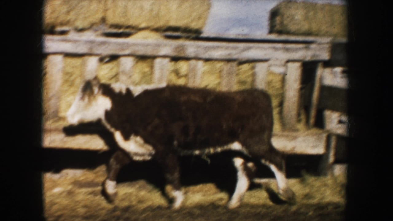 A brown-and-white calf walks across the frame in front of a wooden fence and hay bales on the South Dakota farm.