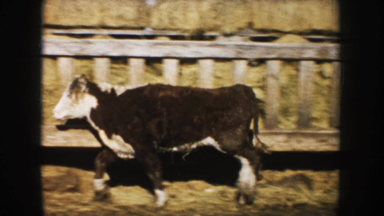 1953 South Dakota 8mm frame of a black and white steer moving through a sunlit farmyard beside a wooden trough.