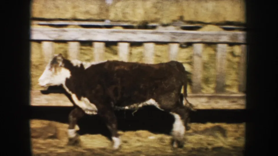 1953 South Dakota 8mm frame of a black and white steer moving through a sunlit farmyard beside a wooden trough.