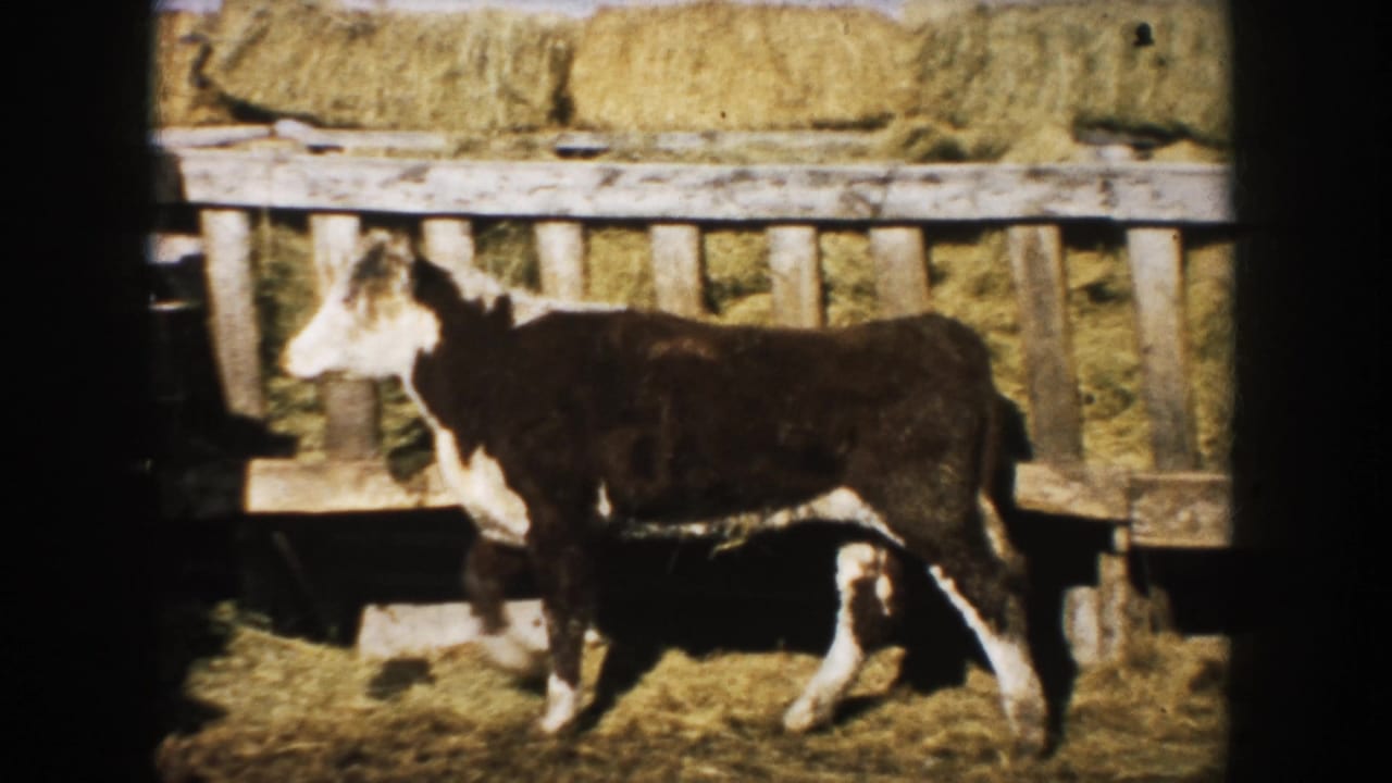 The steer continues across the South Dakota farmyard, its white face and legs visible against hay and rough wooden boards.