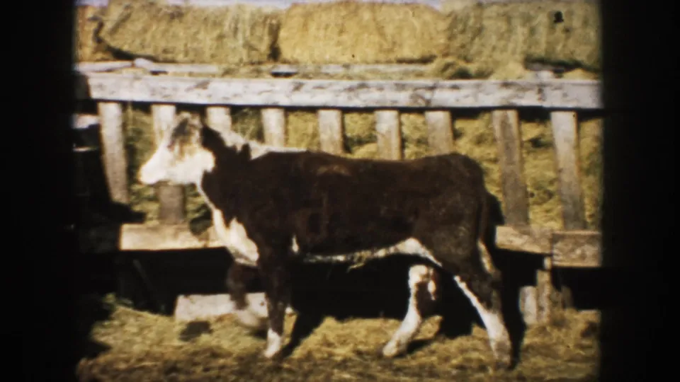 The steer continues across the South Dakota farmyard, its white face and legs visible against hay and rough wooden boards.