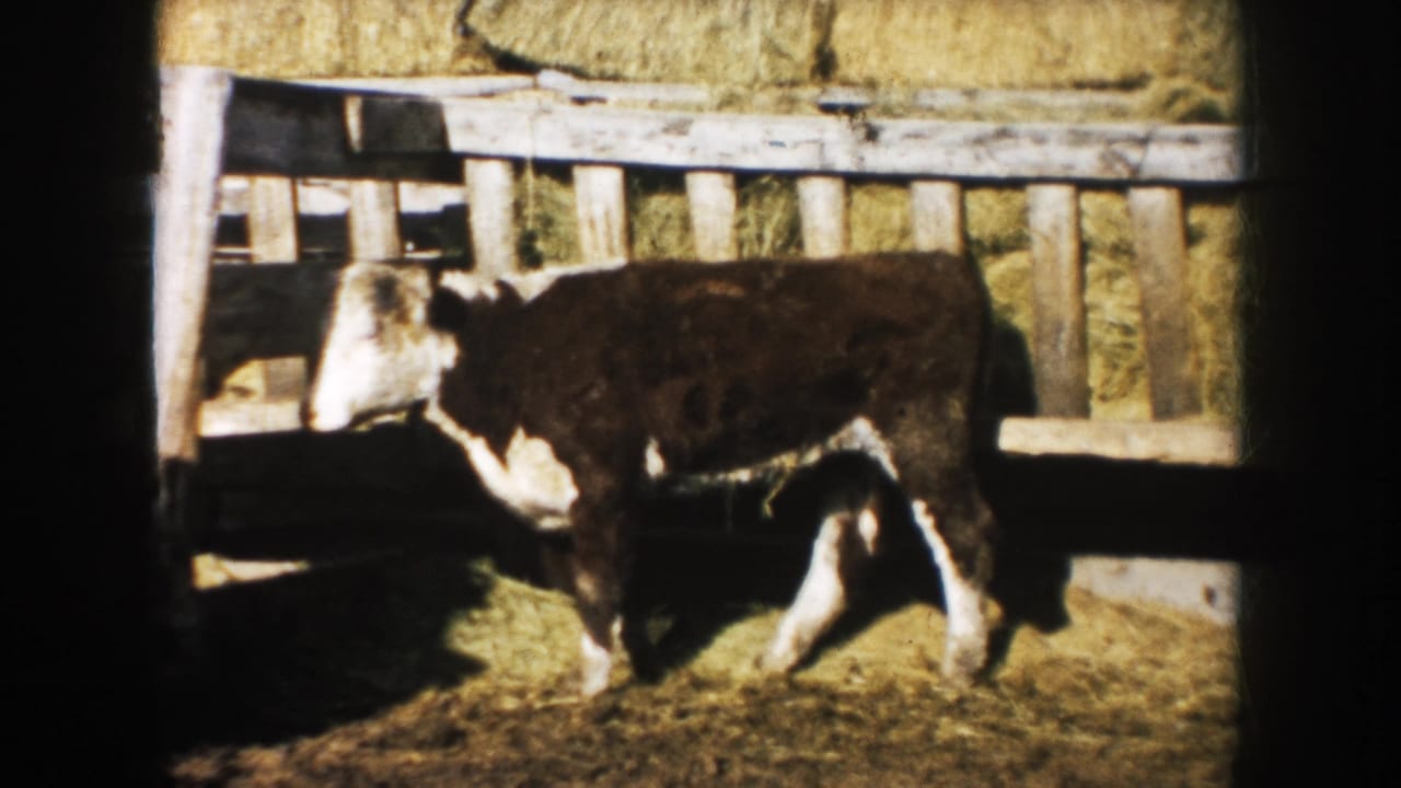 A mid-century 8mm farm frame shows the steer nearing the shaded end of the wooden trough in a South Dakota yard.