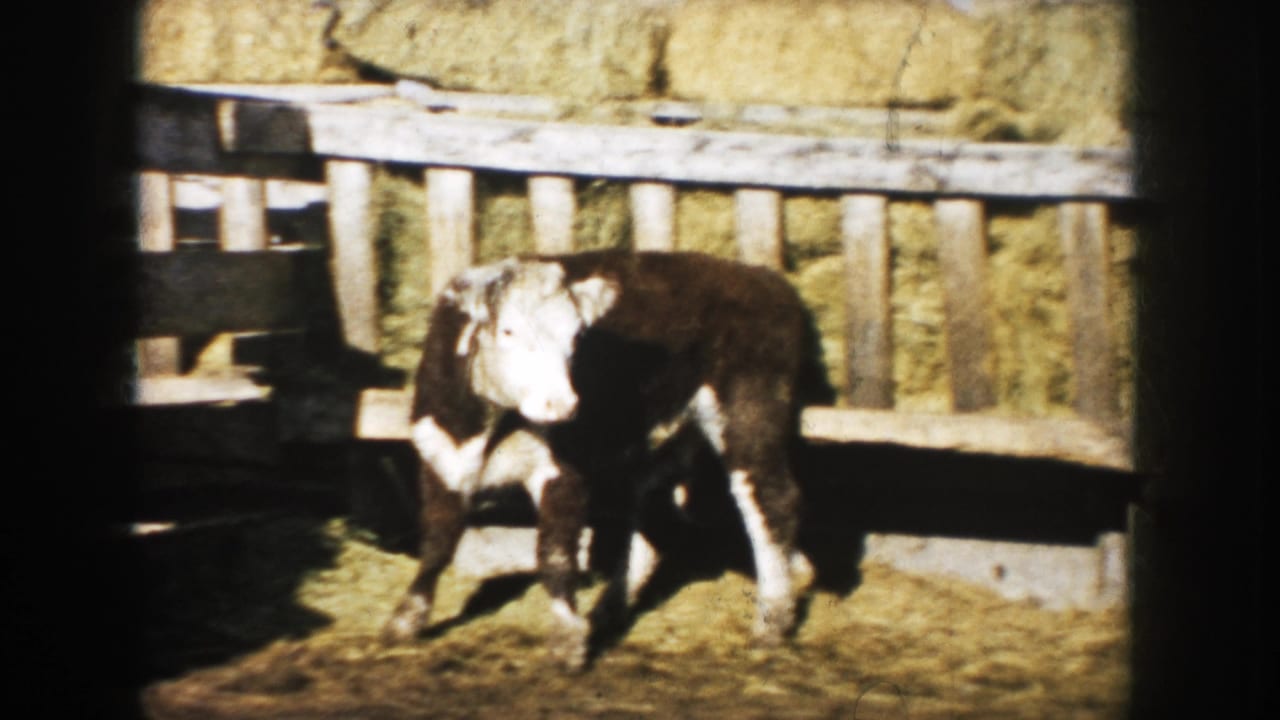 The steer turns partly toward the camera at the end of the brief 1953 South Dakota farmyard shot.