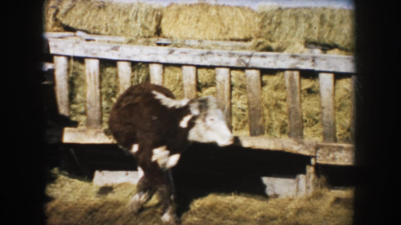 Brown and white calf in a wooden pen with hay bales behind it.