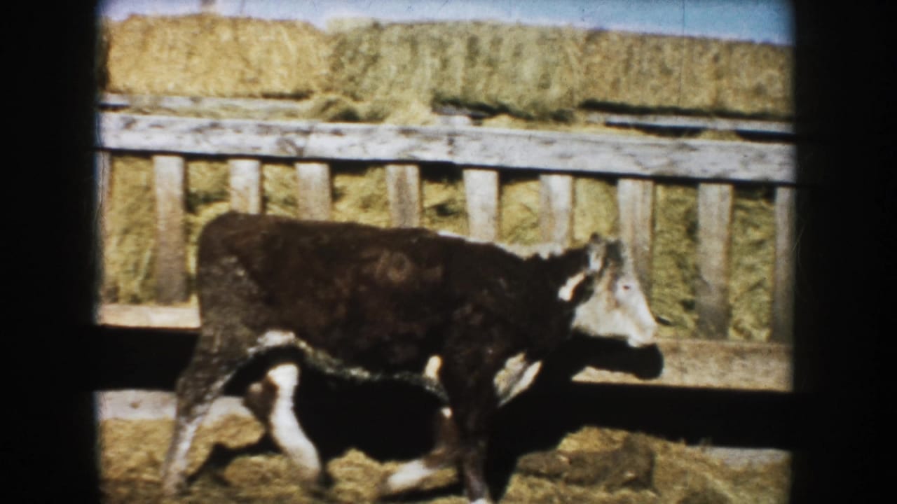 1953 South Dakota farm frame with a young brown and white calf walking right along a wooden enclosure in front of hay bales.