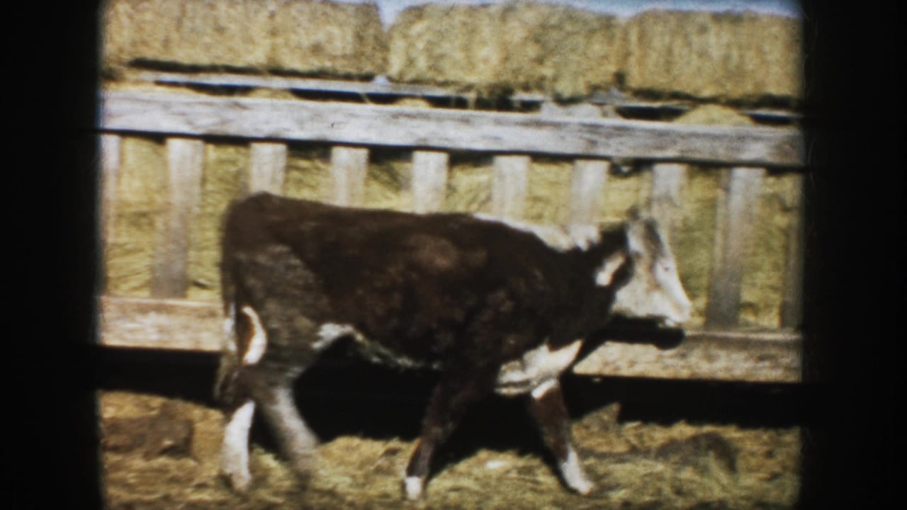 Side view from 1953 South Dakota 8mm footage of a calf crossing a farm pen beneath stacked hay and weathered rails.