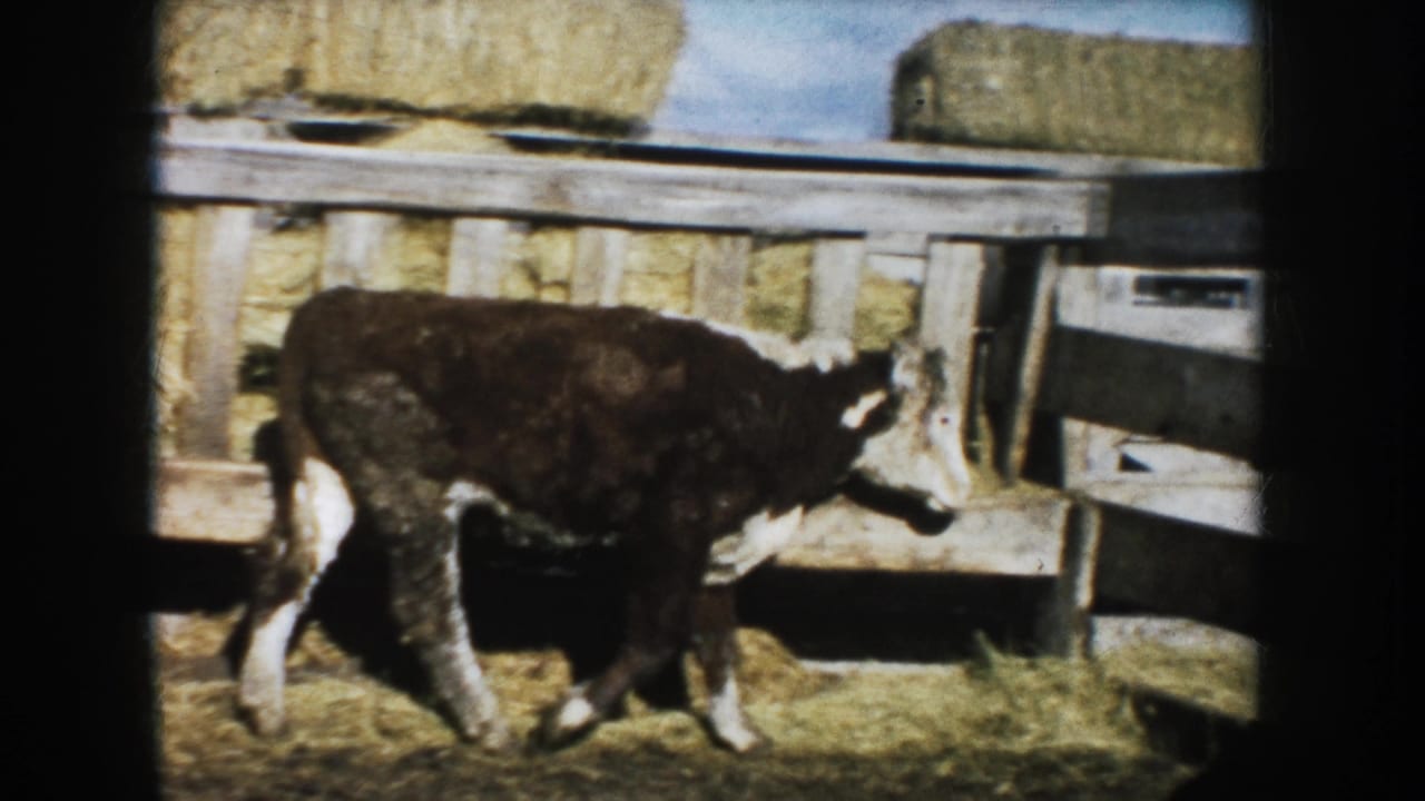 1953 South Dakota 8mm frame showing the calf near the right edge of the pen with hay bales and wooden rails behind it.