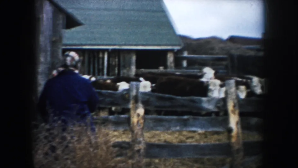 1953 South Dakota farm scene with a farmer near a rough wooden corral, cattle, barns, and hay or straw piles in the background.
