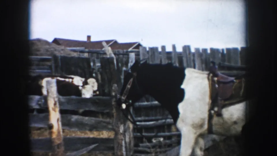A saddled horse fills the right foreground beside cattle, rough fencing, barns, and hay or straw in this 1953 South Dakota farmyard frame.