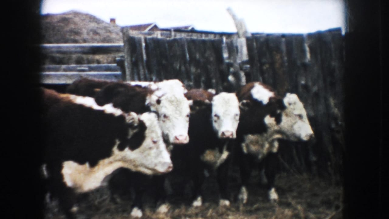 Several black-and-white cattle face the camera from inside a rustic wooden corral on a 1953 South Dakota farm.