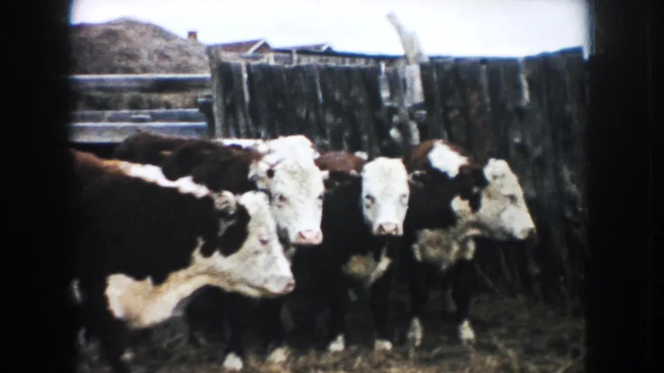 Several black-and-white cattle face the camera from inside a rustic wooden corral on a 1953 South Dakota farm.