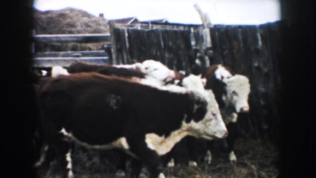 1953 South Dakota 8mm frame of Hereford cattle clustered in a rustic fenced farmyard.