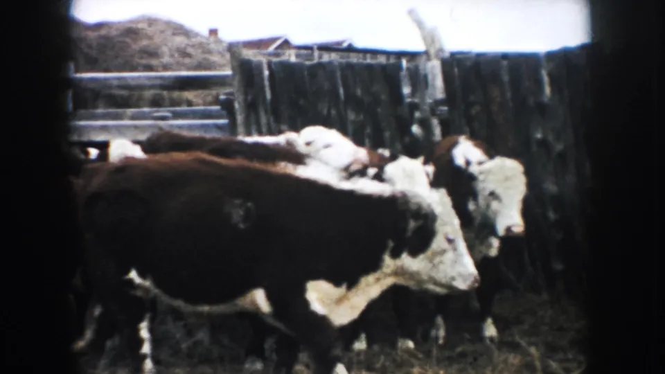 1953 South Dakota 8mm frame of Hereford cattle clustered in a rustic fenced farmyard.