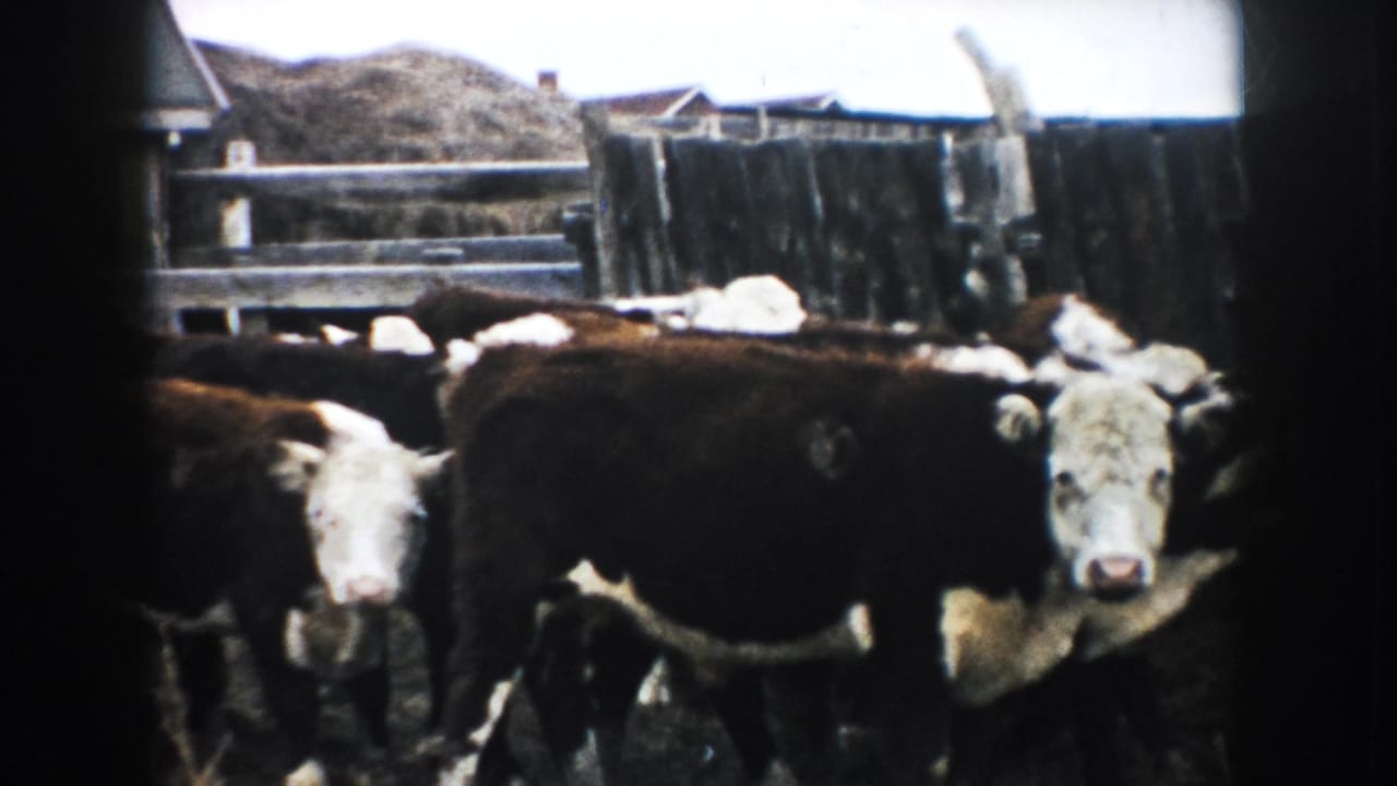 Hereford cattle stand in a South Dakota farm enclosure, with fencing and low structures behind them.