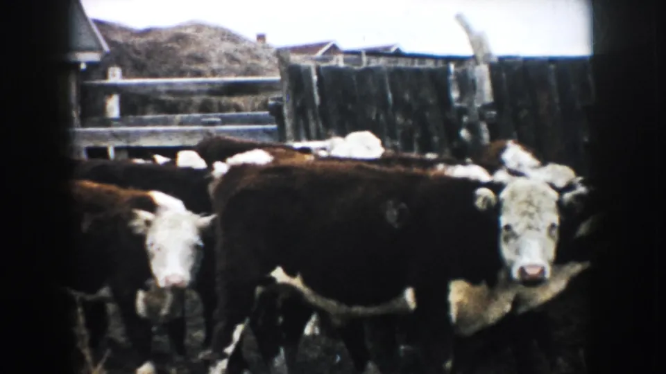 Hereford cattle stand in a South Dakota farm enclosure, with fencing and low structures behind them.