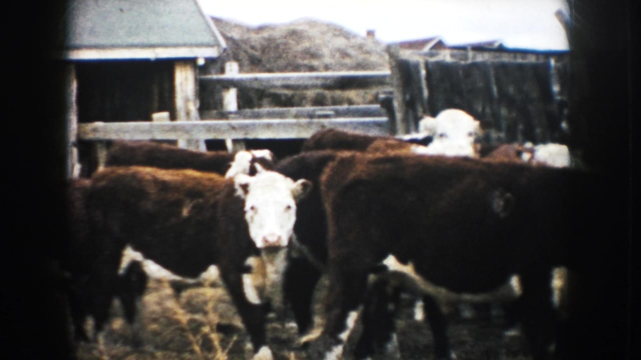 Mid-century 8mm view of Hereford cattle in a fenced South Dakota farmyard with a small shed behind.