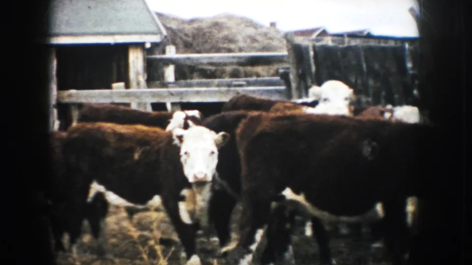 Mid-century 8mm view of Hereford cattle in a fenced South Dakota farmyard with a small shed behind.